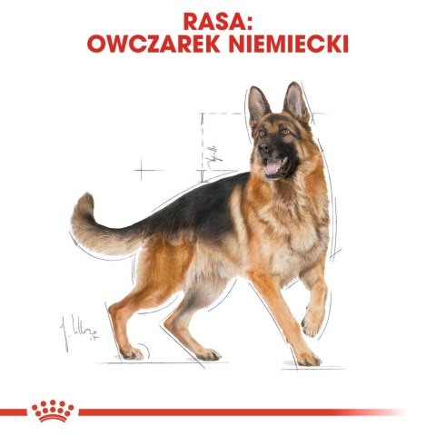 ROYAL CANIN BHN German Sh Ad - sucha karma dla psa dorosłego - 11 kg