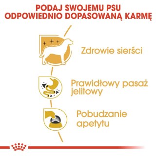 ROYAL CANIN BHN Chihuahua Adult - mokra karma dla psa dorosłego - 12x85g