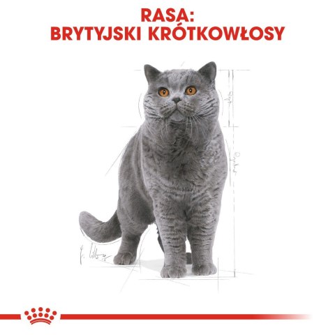 ROYAL CANIN FBN British Shorthair Adult - mokra karma dla dorosłego kota - 12x85g