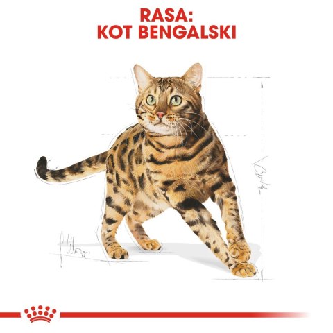 ROYAL CANIN Bengal Adult - sucha karma dla dorosłego kota - 10 kg