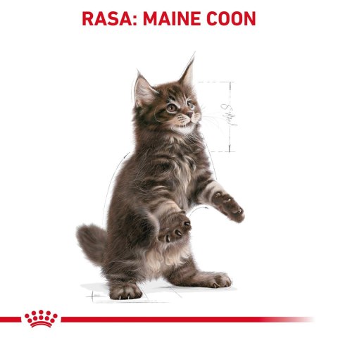 ROYAL CANIN FBN Maine Coon Kitten - sucha karma dla kociąt - 2kg