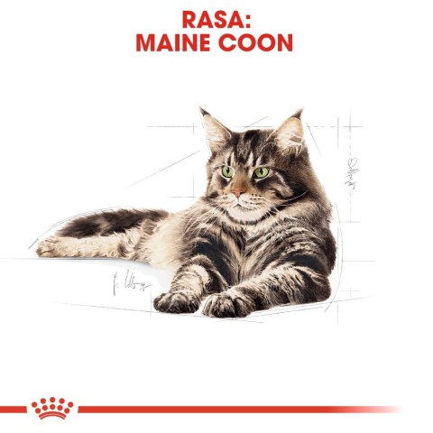 Royal Canin FBN Maine Coon Adult - sucha karma dla kota dorosłego - 4kg