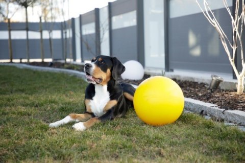 KERBL Piłka interaktywna dla psa, żółta, 30 cm KERBL Piłka interaktywna dla psa, żółta, 30 cm