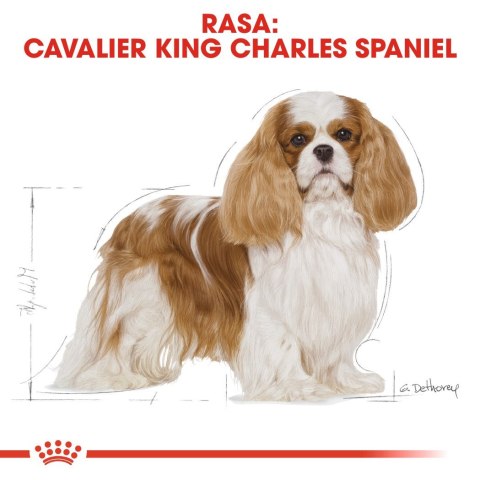 ROYAL CANIN BHN Cavalier King Charles Spaniel Adult - sucha karma dla psa dorosłego - 1,5kg