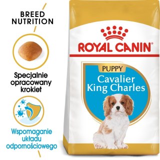 ROYAL CANIN BHN Cavalier King Charles Spaniel Puppy - sucha karma dla szczeniąt - 1,5 kg