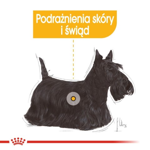 ROYAL CANIN CCN DERMACOMFORT LOAF mokra karma dla psa dorosłego - 12x85g