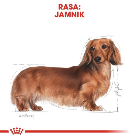 Royal Canin BHN Dachshund Adult - sucha karma dla psa dorosłego - 1,5kg