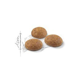 Karma Royal Canin FHN Outdoor (4 kg ) (WYPRZEDAŻ)