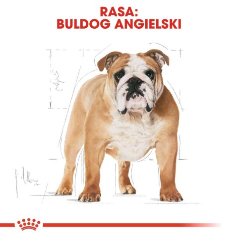 ROYAL CANIN BHN Bulldog Adult - sucha karma dla psa dorosłego rasy bulldog - 12 kg