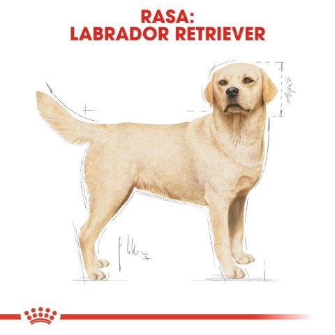 ROYAL CANIN BHN Labrador Retriever Adult - sucha karma dla psa dorosłego - 12 kg