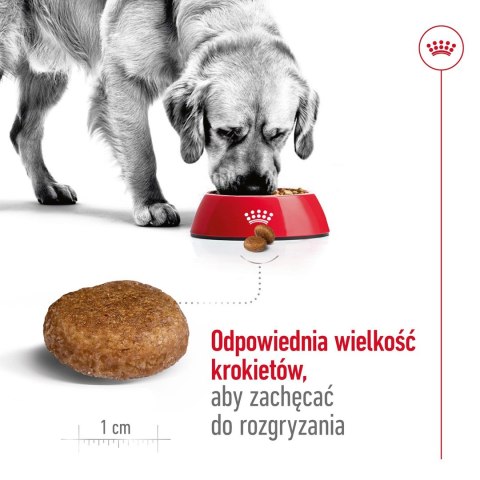 ROYAL CANIN SHN Maxi Adult 5+ - sucha karma dla psa dorosłego - 15 kg