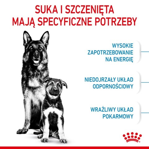 ROYAL CANIN SHN Maxi Starter Mother & Babydog - sucha karma dla psa - 4 kg